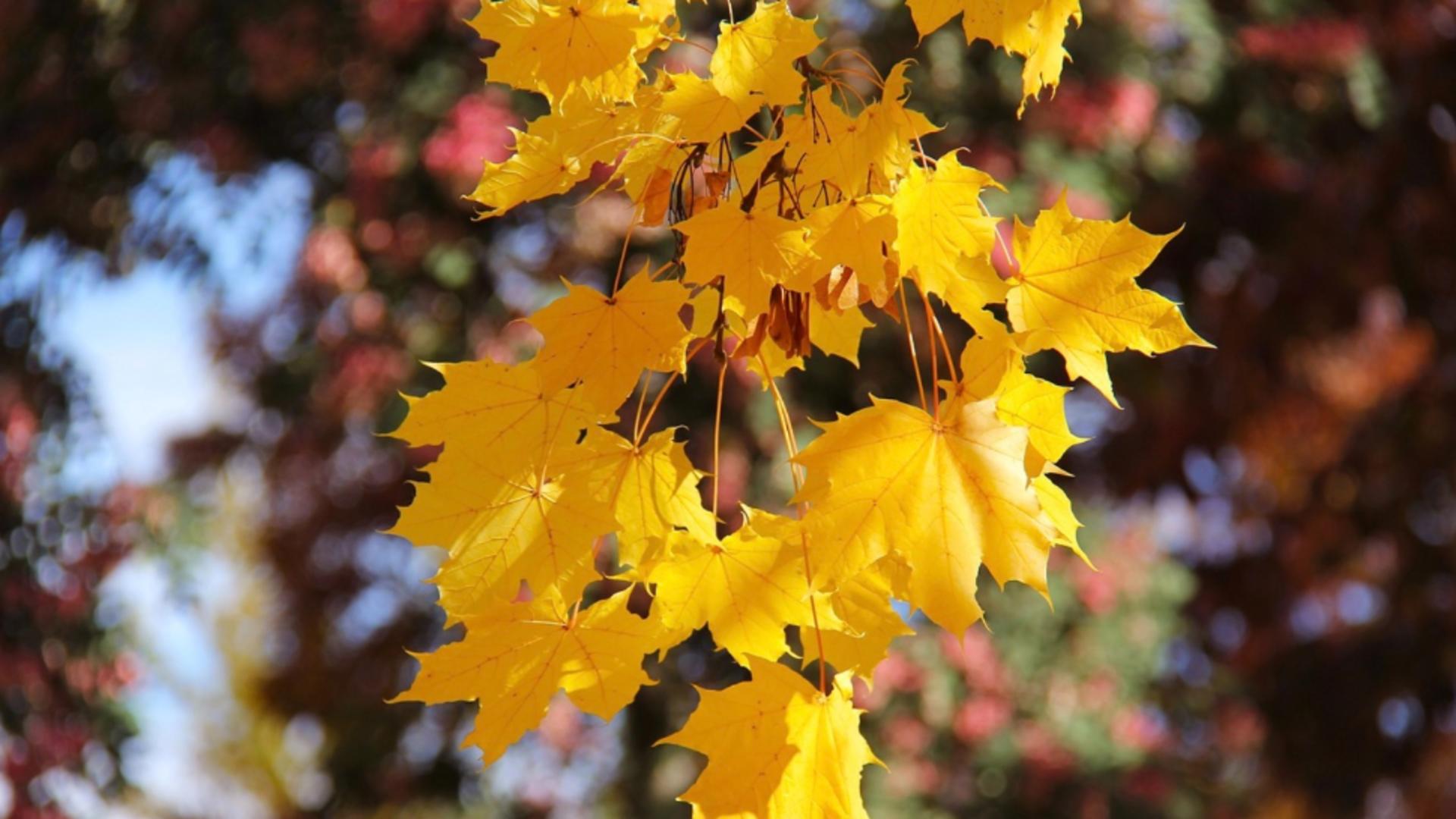 Prognoza meteo actualizată | Scad temperaturile BRUSC de luni – Cum va fi vremea în octombrie