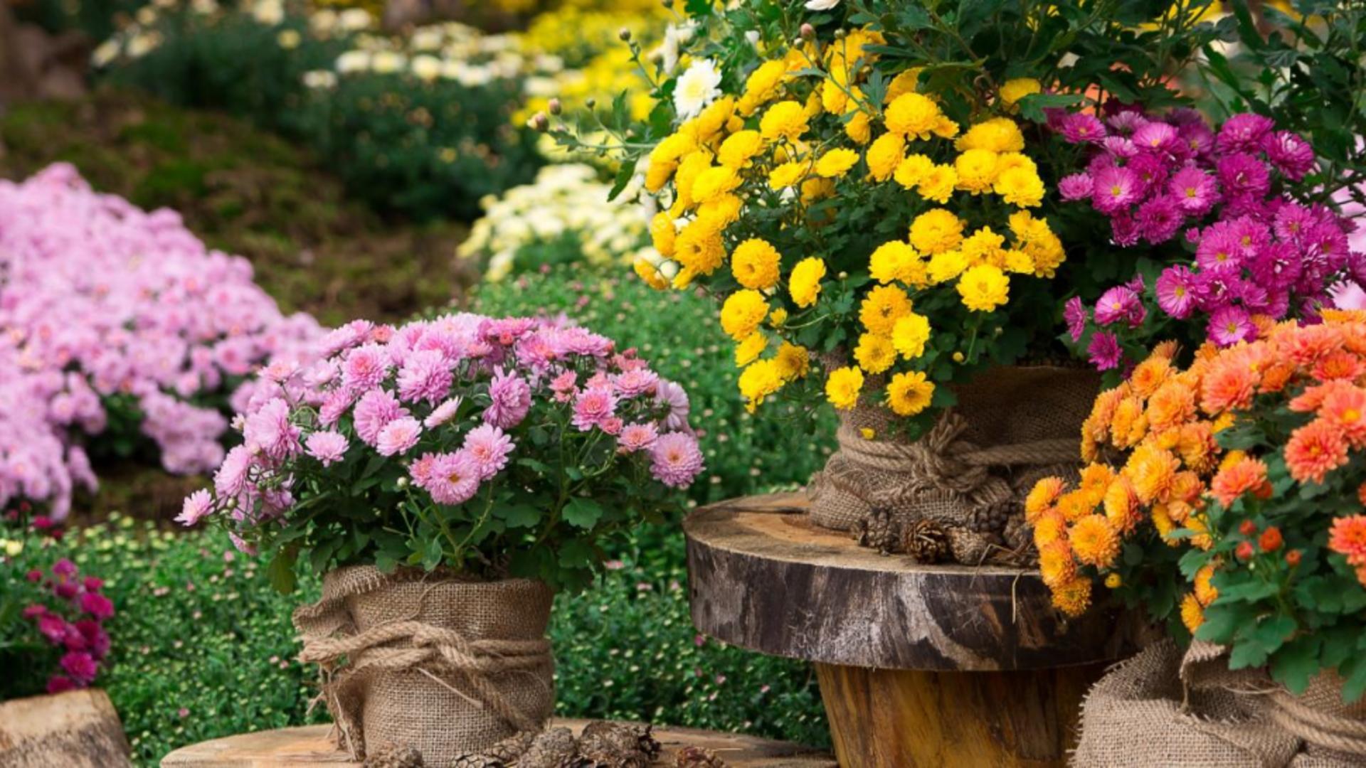 Super-florile toamnei, care rezistă la frig.Te vor încânta cu frumusețea și parfumul lor chiar și la temperaturi scăzute