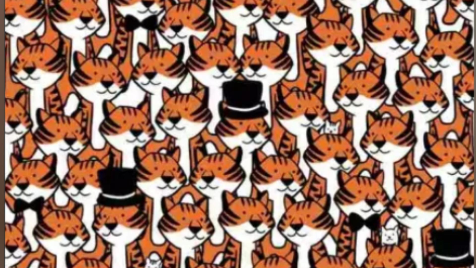 4 pisici s-au ascuns în mulțimea de tigri. Găsește-le în 10 secunde și te poți considera maestrul perspicacității