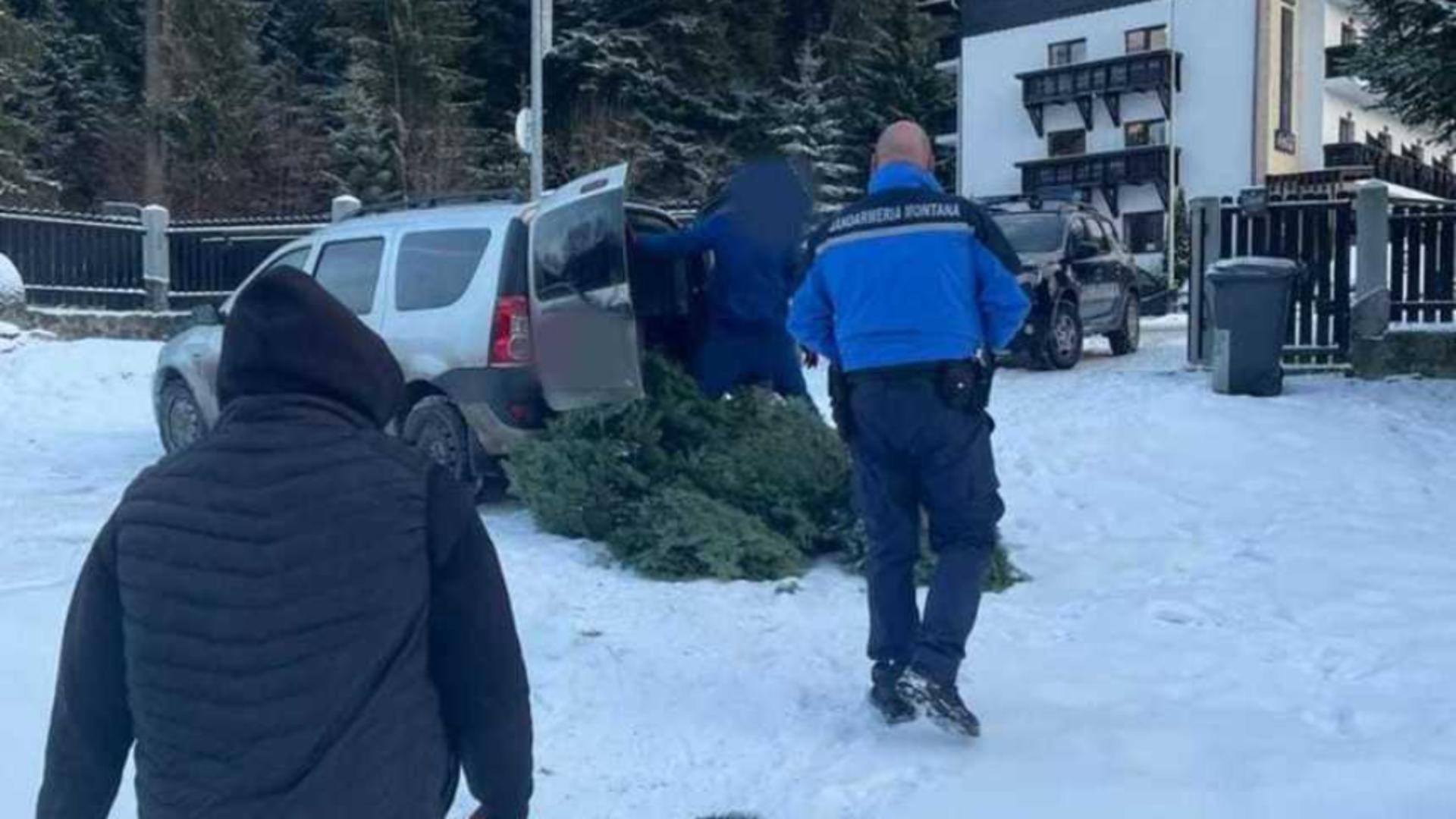 Persoane prinse în timp ce încercau să sustragă din pădure cetină de brad – Amenzi URIAȘE