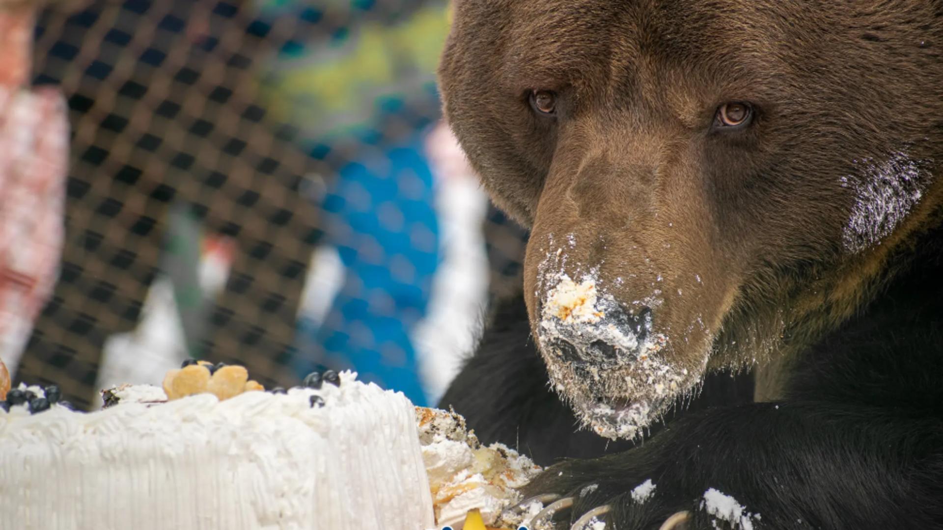 Ursul Baloo, închis într-un țarc de peste 20 de ani cu aprobarea autorităților