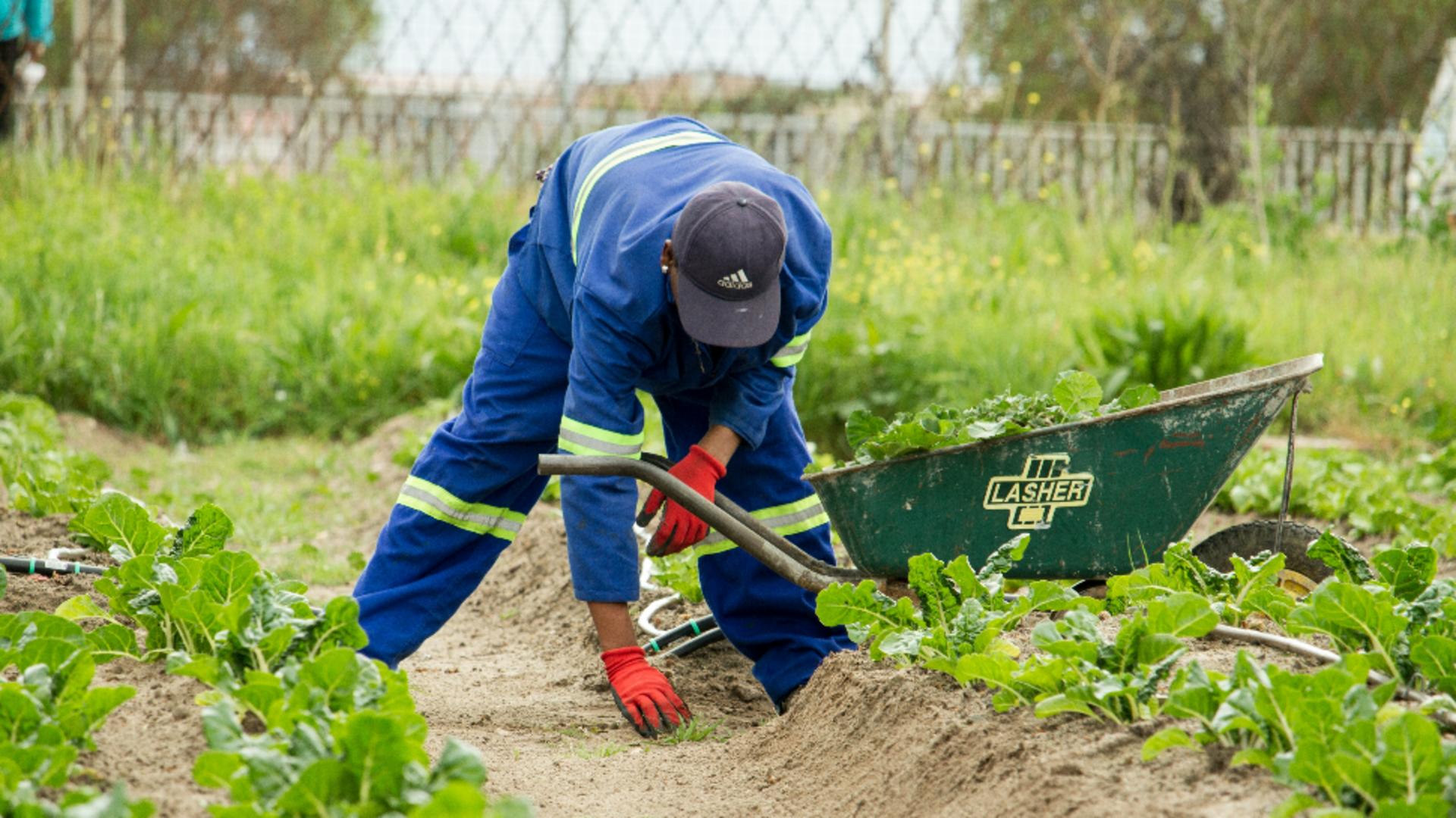 Ce legume se plantează în grădină în luna februarie. Secretele celor mai iscusiți grădinari