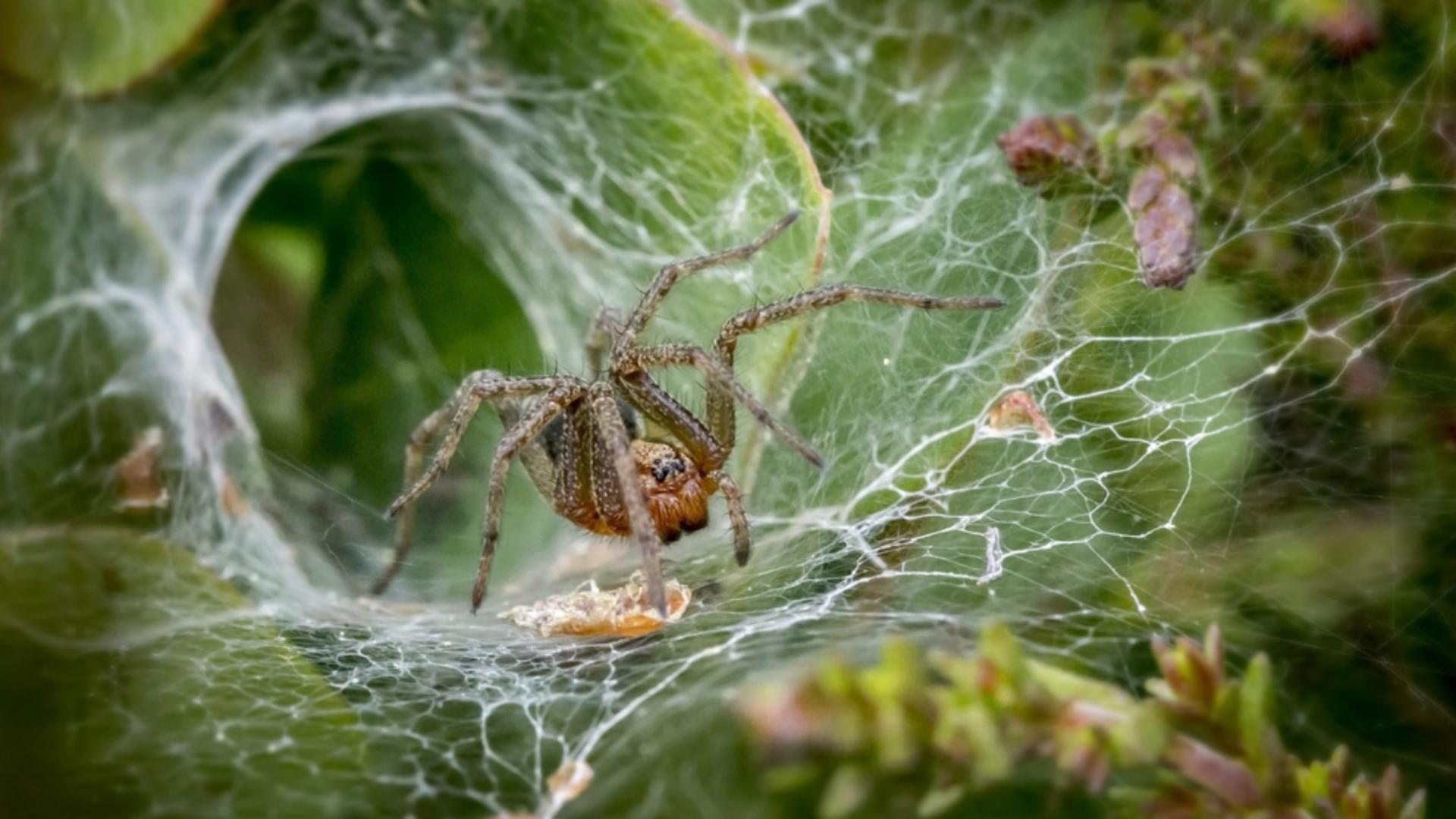 Planta care ține păianjenii departe. Inamicul insectelor pe care trebuie să-l ții în casă