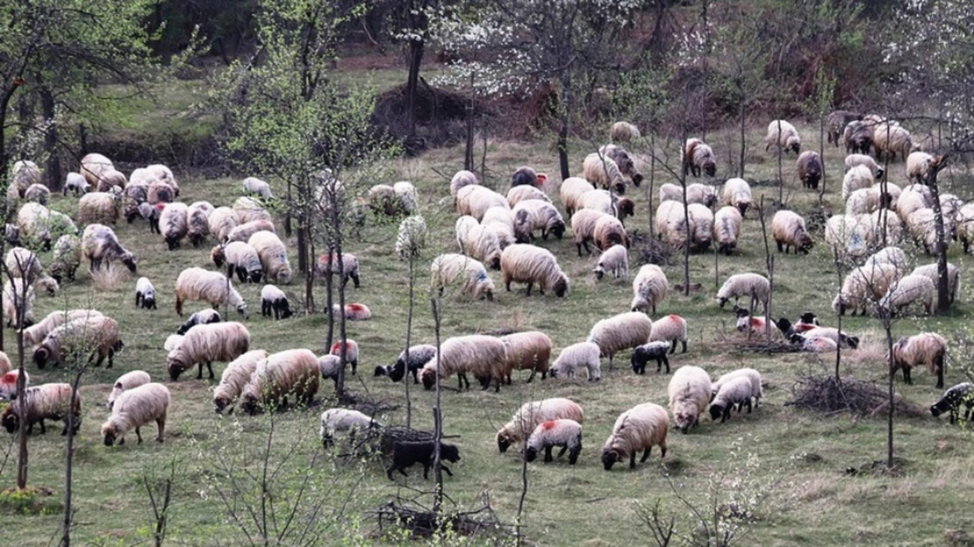 Doi fraţi au murit împreună, la o stână din Bistriţa-Năsăud. Tinerii, de 28 şi 32 de ani, s-ar fi intoxicat cu monoxid de carbon