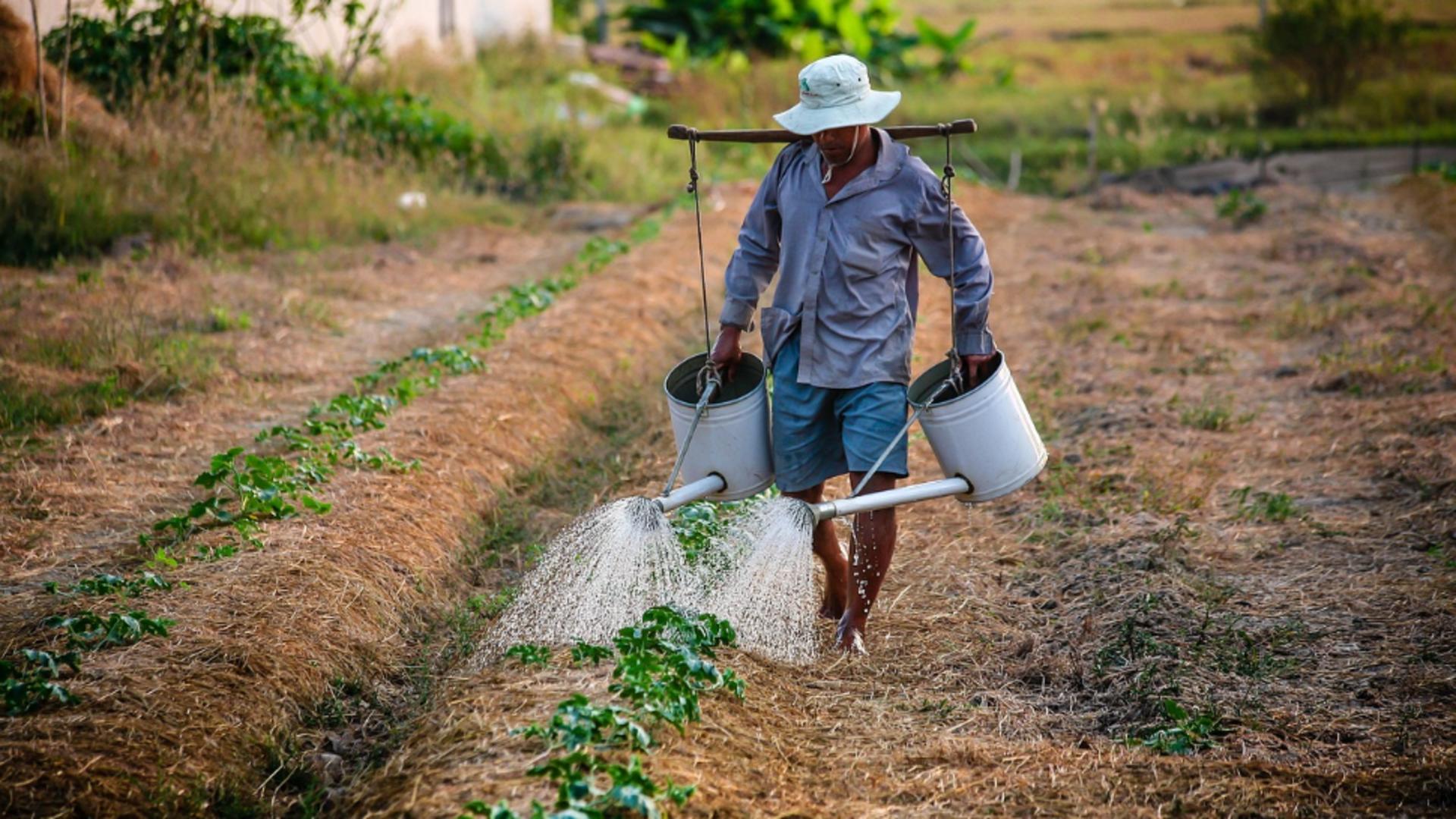 Metoda naturală a bunicilor: Cu ce stropim plantele pentru a le feri de dăunători
