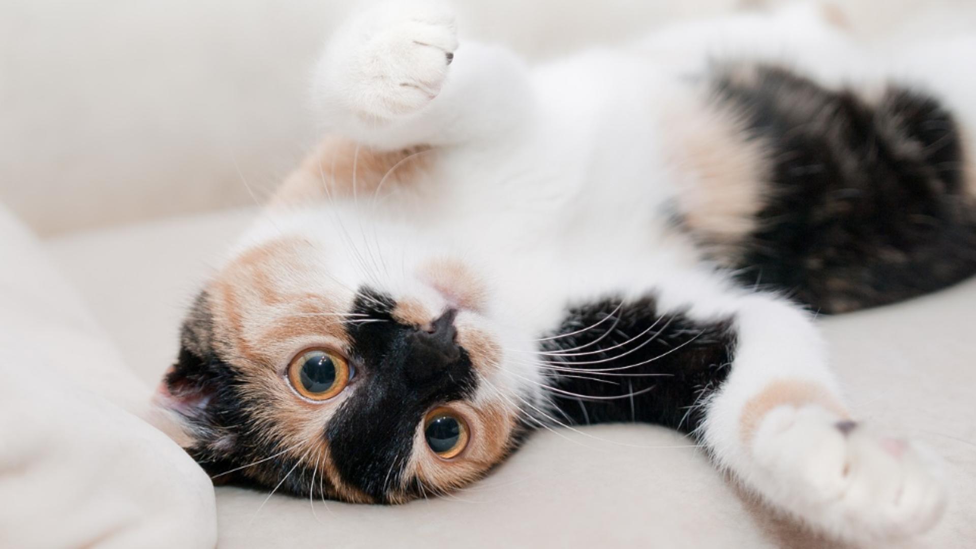 Poveste incredibilă: O pisică a fost trimisă colet din greșeală. Felina a călătorit 1.600 km distanță de casă