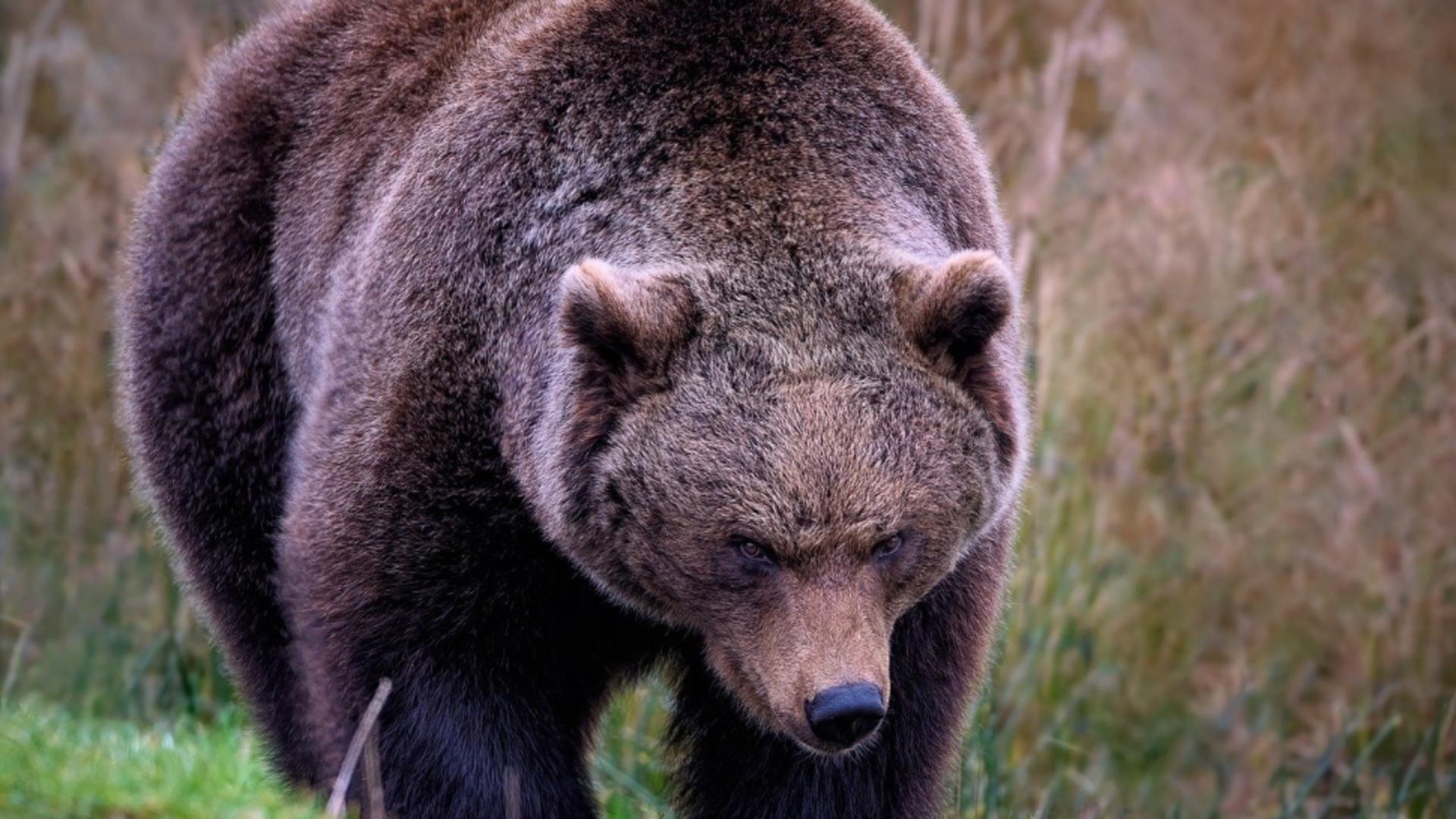 Copil de 8 ani, atacat de urs într-o comună din Argeș, după ce a vrut să-l hrănească din mașină 