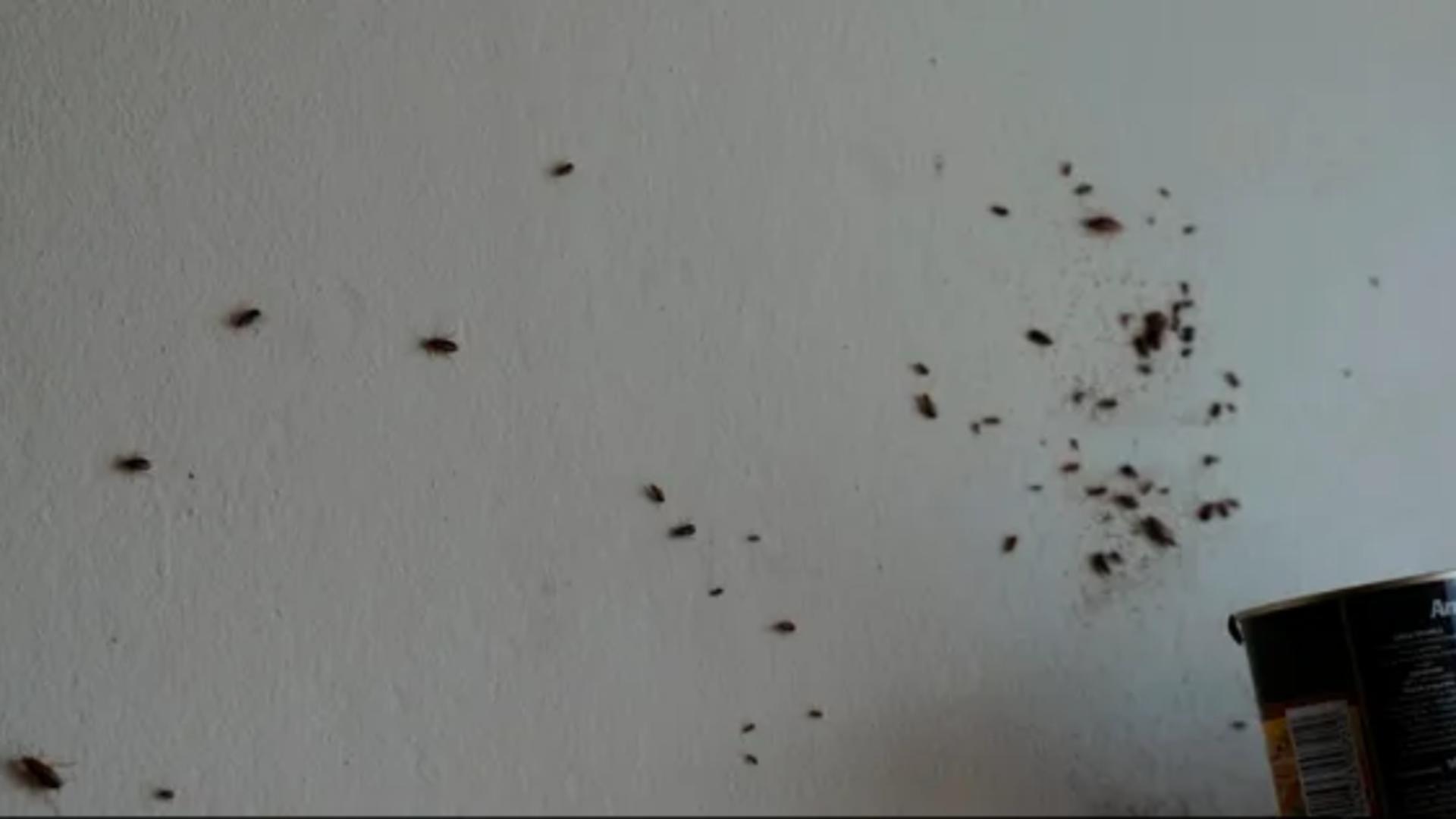 Infernul locuințelor sociale din Râmnicu Sărat: Condiții deplorabile și acuzații de corupție împotriva primarului