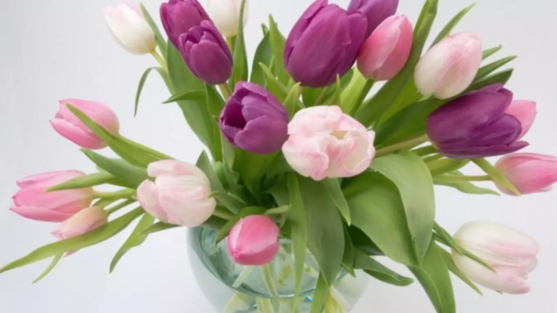 Trucurile care ajută lalelele să reziste mai mult în vază