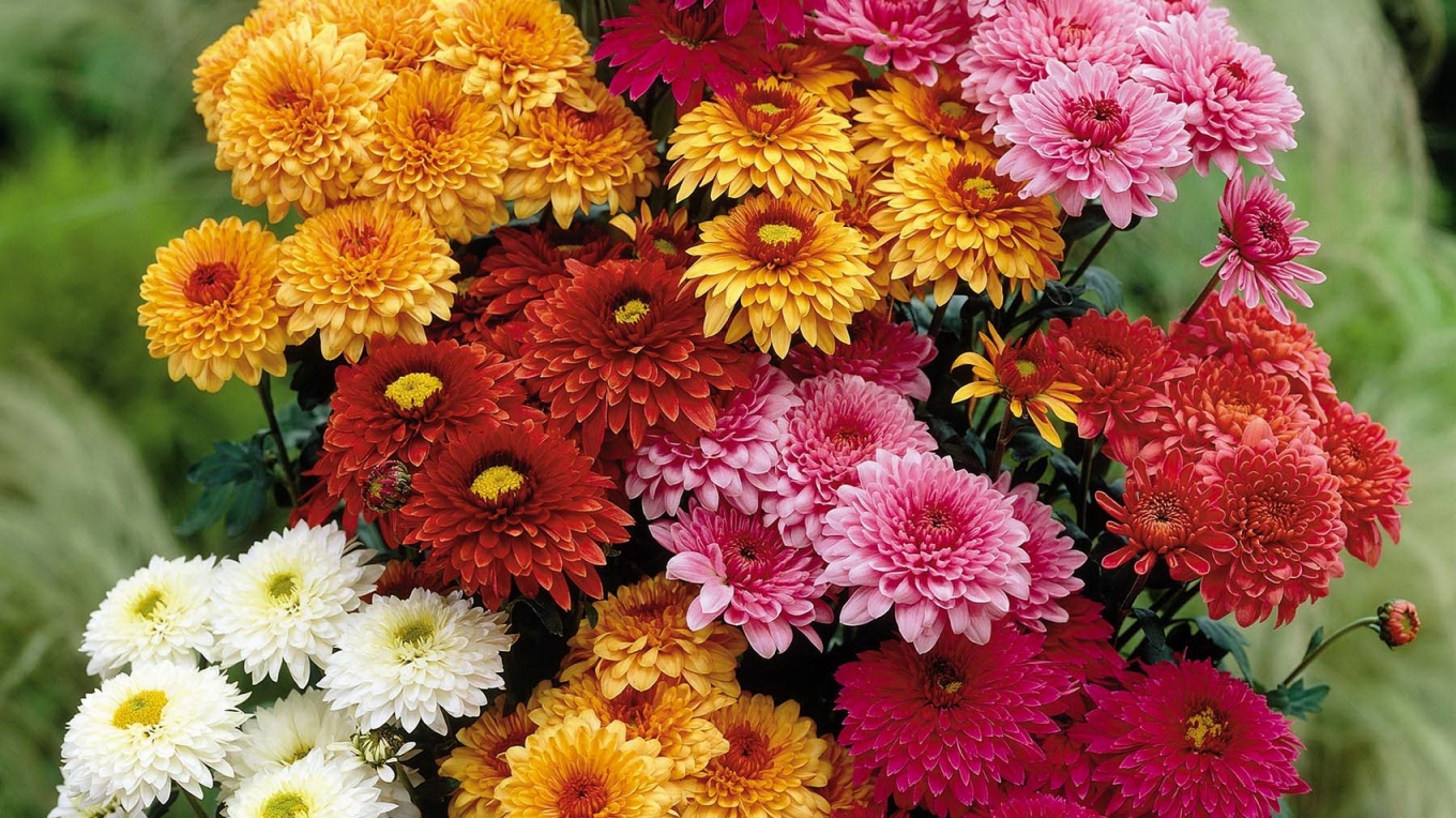 Florile pe care trebuie să le plantezi în curtea ta în luna august. Vei obține o feerie de culoare și mireasmă chiar sub geamul ferestrei