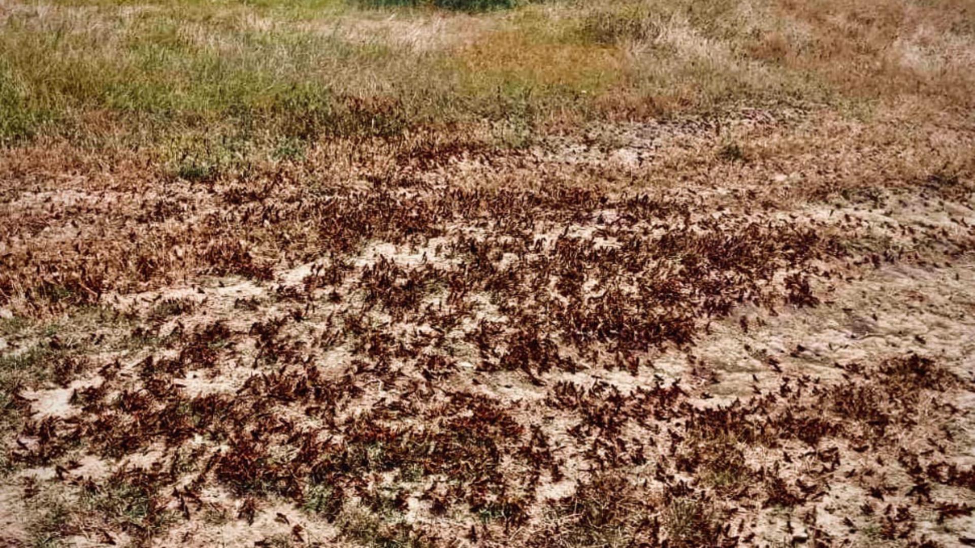 Imagini apocaliptice în Delta Dunării. Invazie de lăcuste, sute de mii de insecte înaintează asemeni unor negri – VIDEO