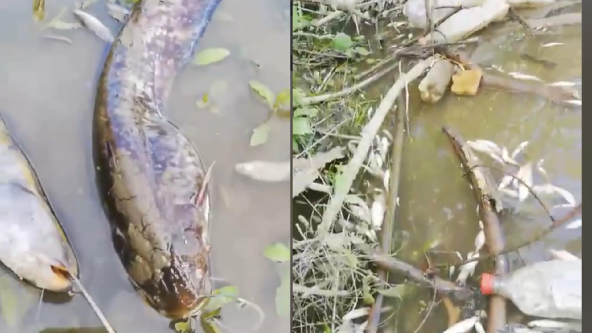 Imagini de coșmar pe Olt, zeci de pești morți plutesc pe apă. Explicația autorităților este îngrijorătoare – VIDEO