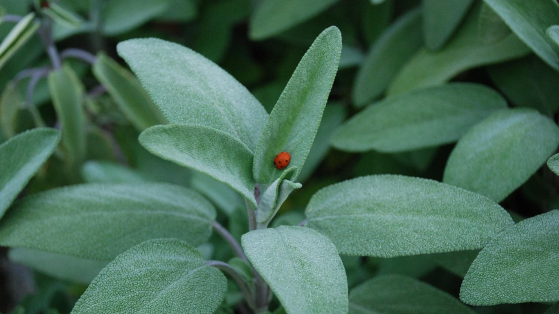 “Planta care salvează viața”. Se crede că oprește evoluția celulelor canceroase