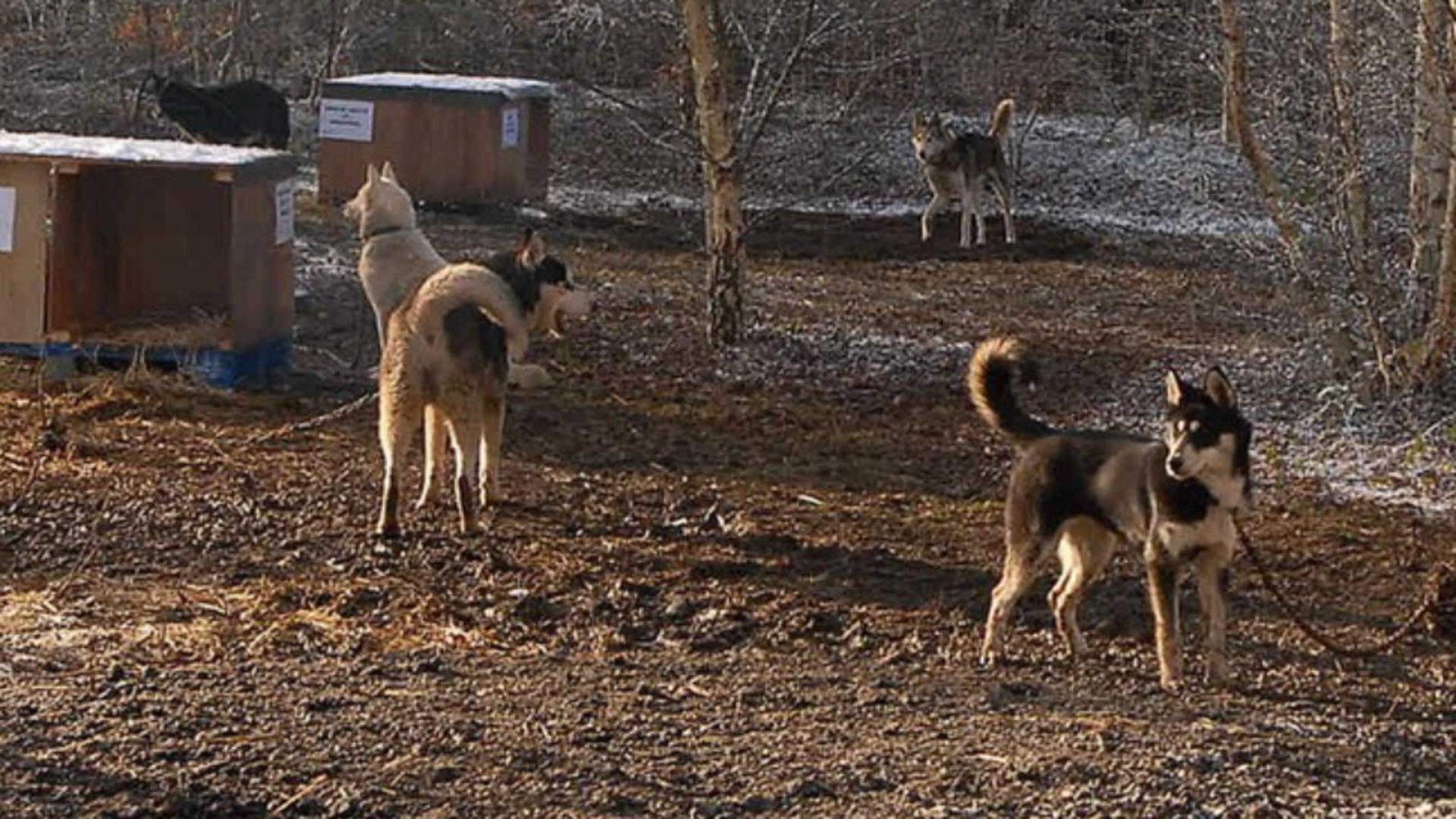 Copil de 11 ani, UCIS de câini! Băiatul încerca să adune animalele din ferma familiei, când a fost atacat de animalele de pază