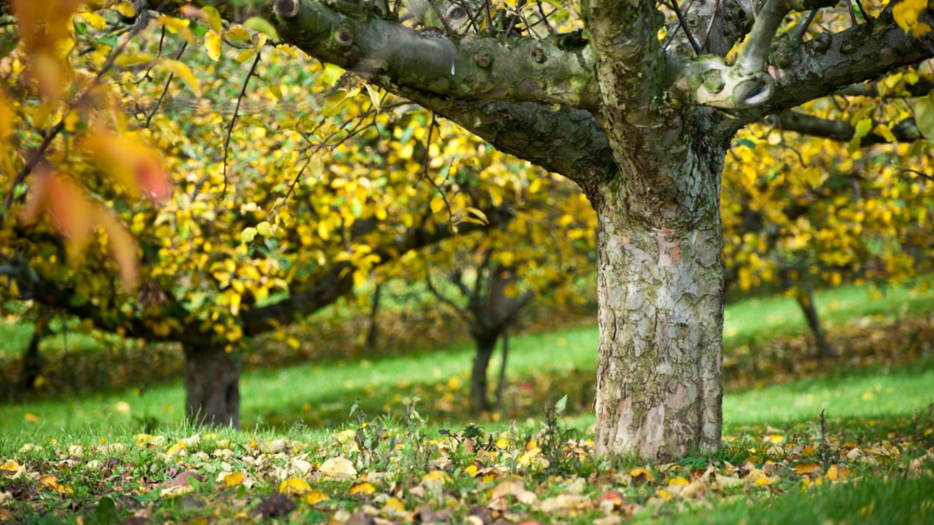 Îngrijirea pomilor fructiferi toamna. Cu ce trebuie să-i stropești după ce ai cules fructele: cel mai eficient tratament