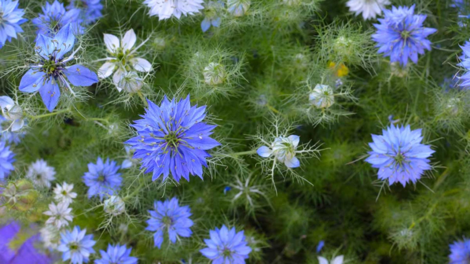 Planta lui Dumnezeu, singura menționată și în Biblie și în Coran. Conține peste 150 de antioxidanți și ajută la tratarea mai multor boli