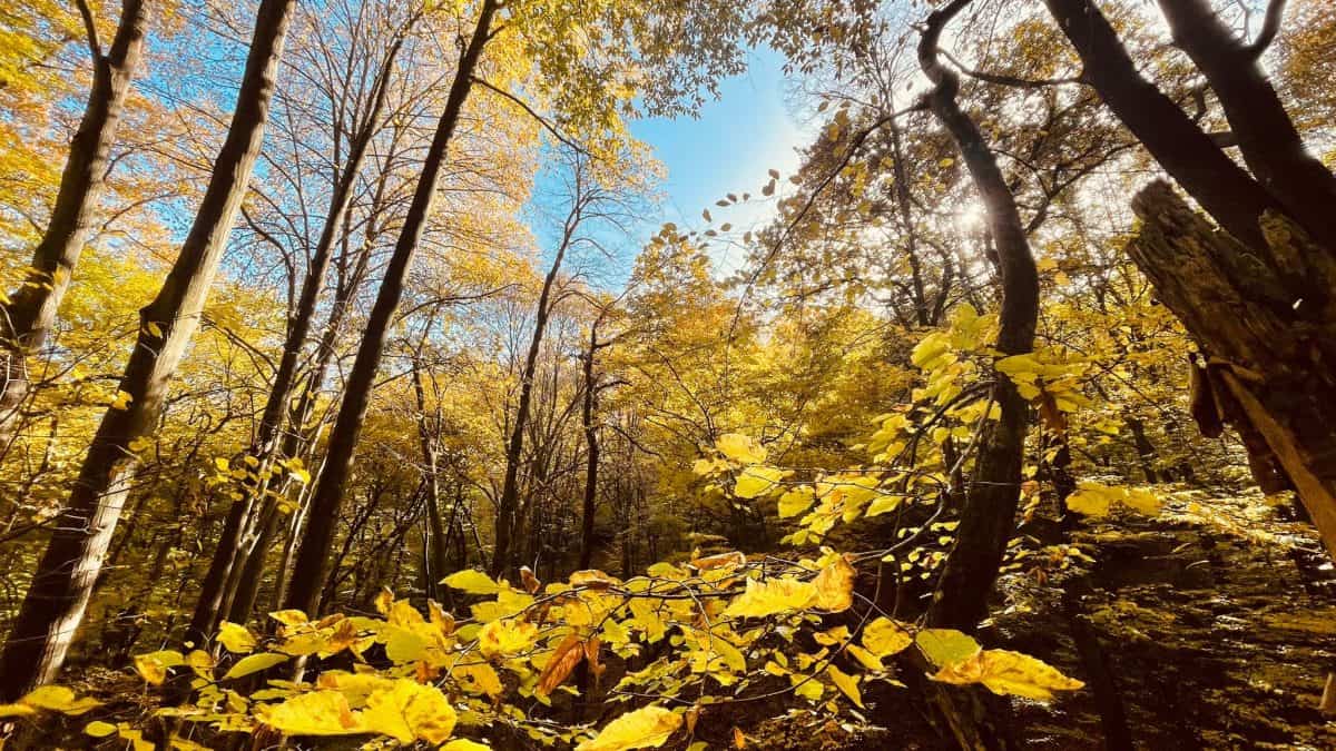 ANM anunță o răcire accentuată a vremii și cod galben de vânt. Temperaturile scad cu până la 15 grade