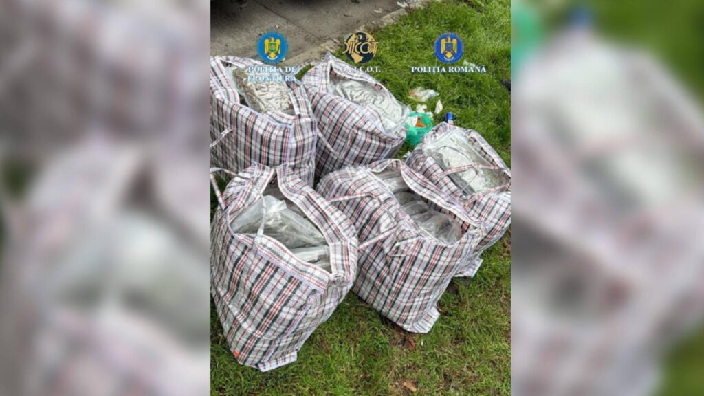 Captură uriașă de droguri la frontiera cu Bulgaria: 37 kg de canabis ascunse printre arbuști ornamentali, descoperite la Giurgiu