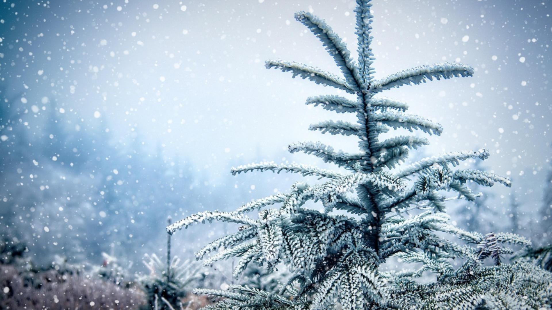 Vreme de iarnă adevărată de Crăciun. Meteorologii au emis COD GALBEN de ninsori, viscol și polei – HARTA