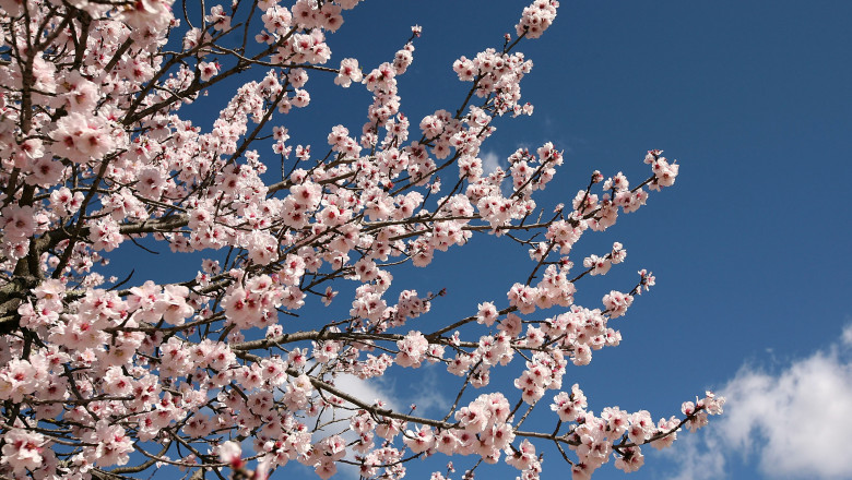 Primăvară „clasică” în România: temperaturi și precipitații normale la început de aprilie. Prognoza pe patru săptămâni